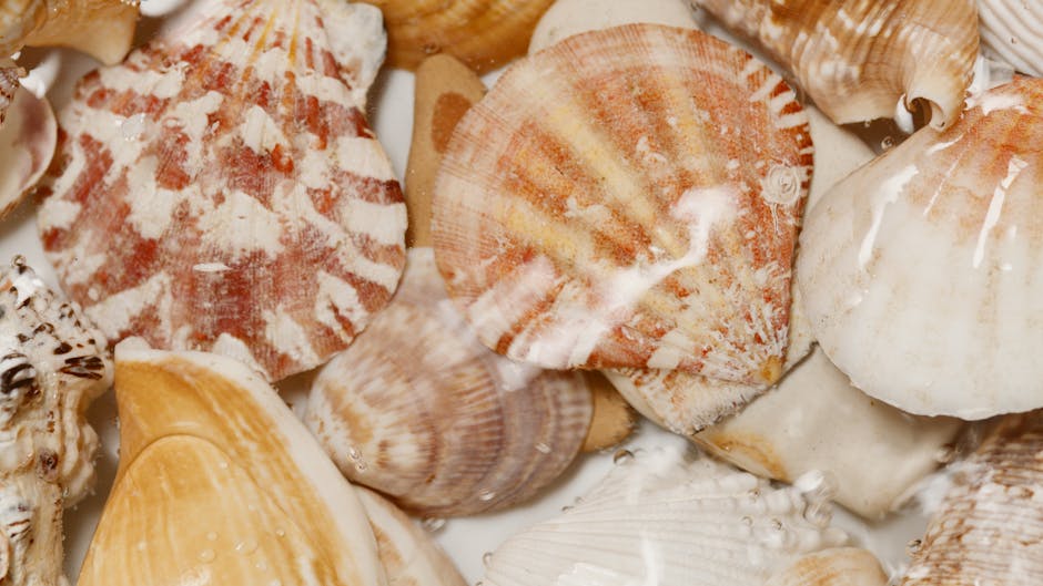 Close-up view of a collection of various seashells placed on a surface, showcasing their diverse shapes, sizes, and textures. Some shells are smooth and shiny, while others display ridges and intricat